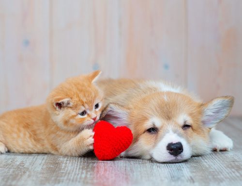 Puppy and Kitten Vaccines